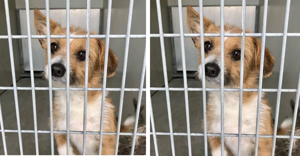 Jacky sat in the iron cage and watched his friends being adopted with a small hope