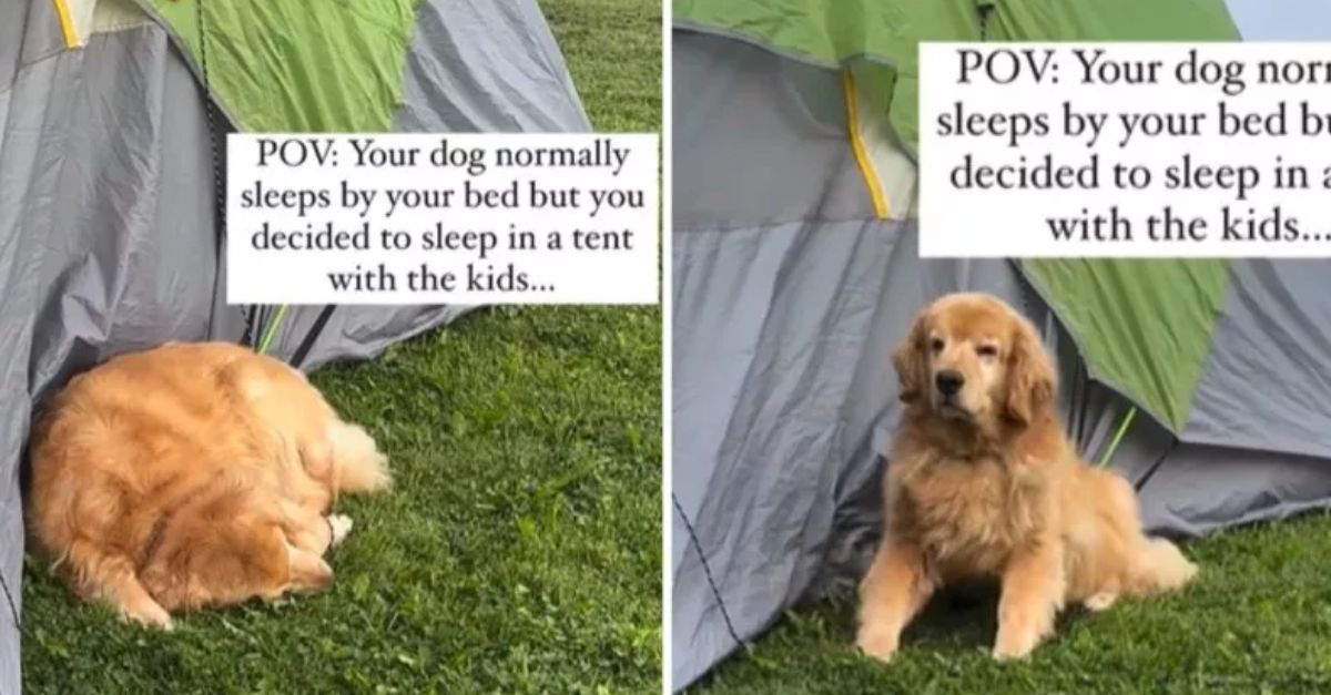 Mom camping with kids struggles to handle where she discovers the Golden Retriever