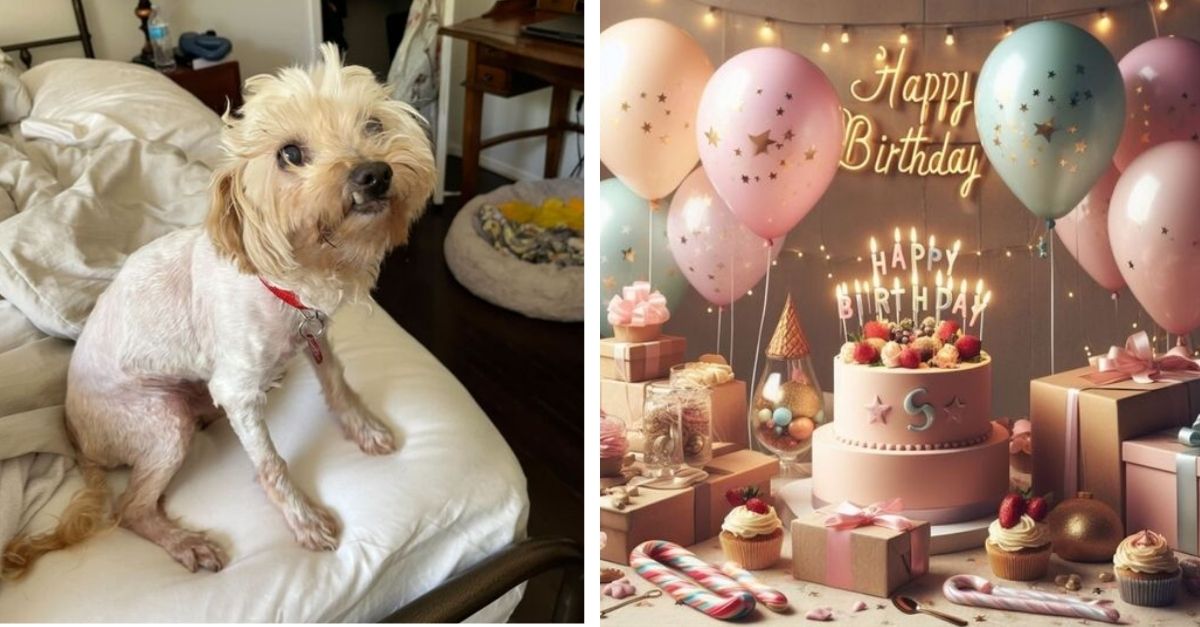 Owner Comforts Rescue Dog Who Always Felt Ugly and No One Would Wish Him Birthday Wishes