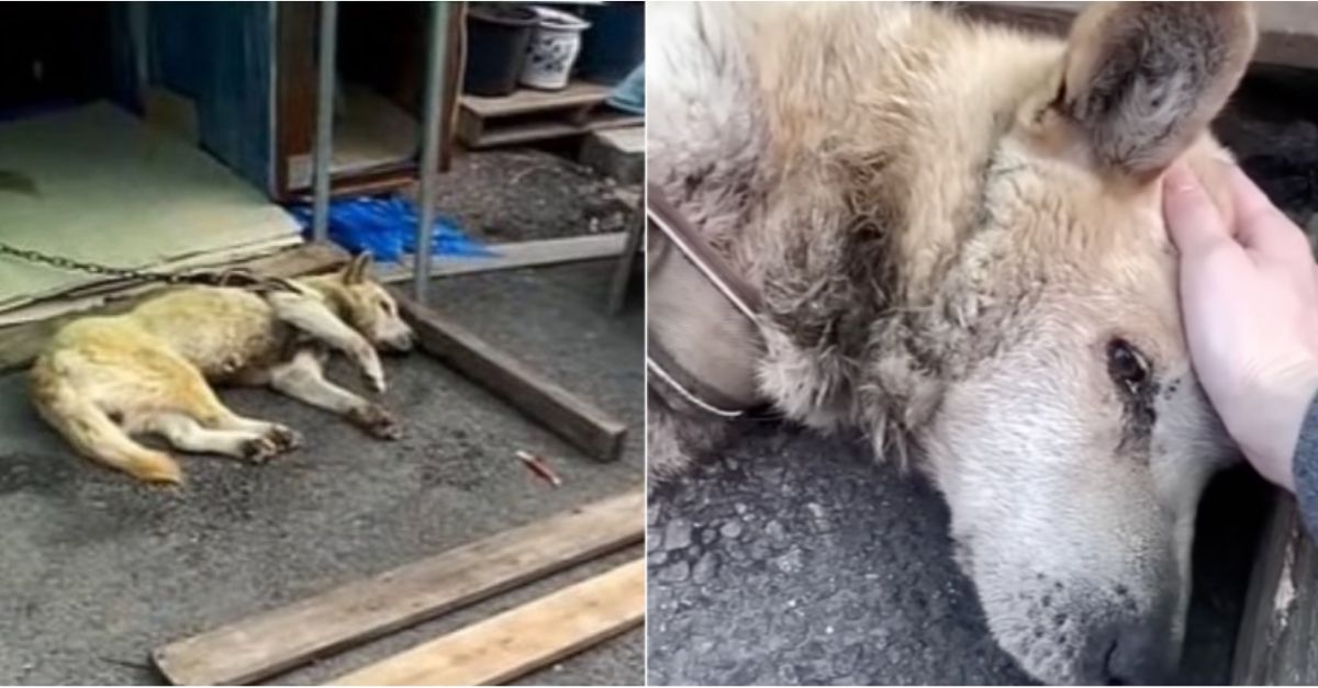 Owner Fought to Keep Dog Chained for 11 Years, Rescuers Battled to Save It