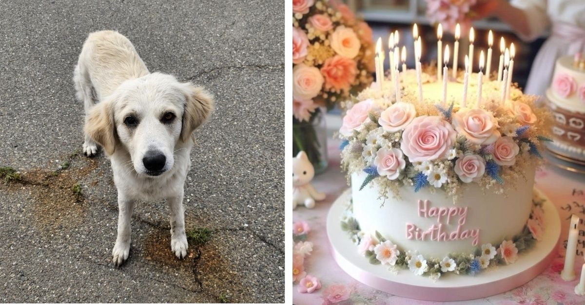 Passersby Want to Help This Stray Dog Have a Meaningful Birthday