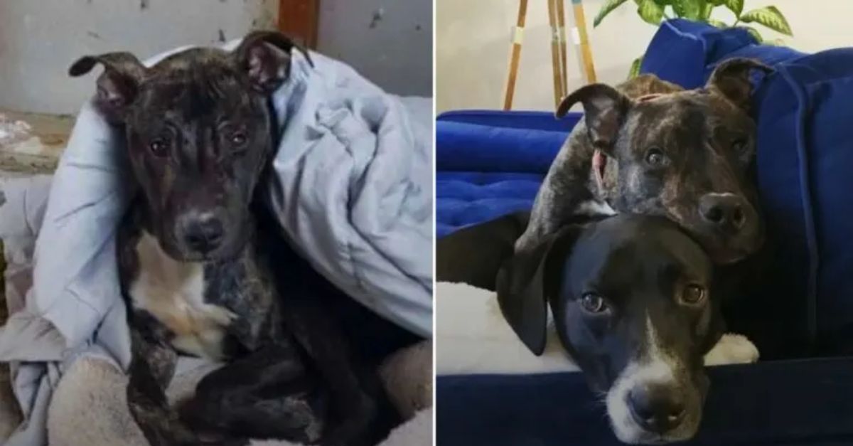  Pit Bull Abandoned in the Cold Finds His Forever Home