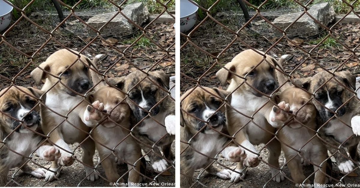 Puppies in the shelter are waiting day by day for someone to adopt them