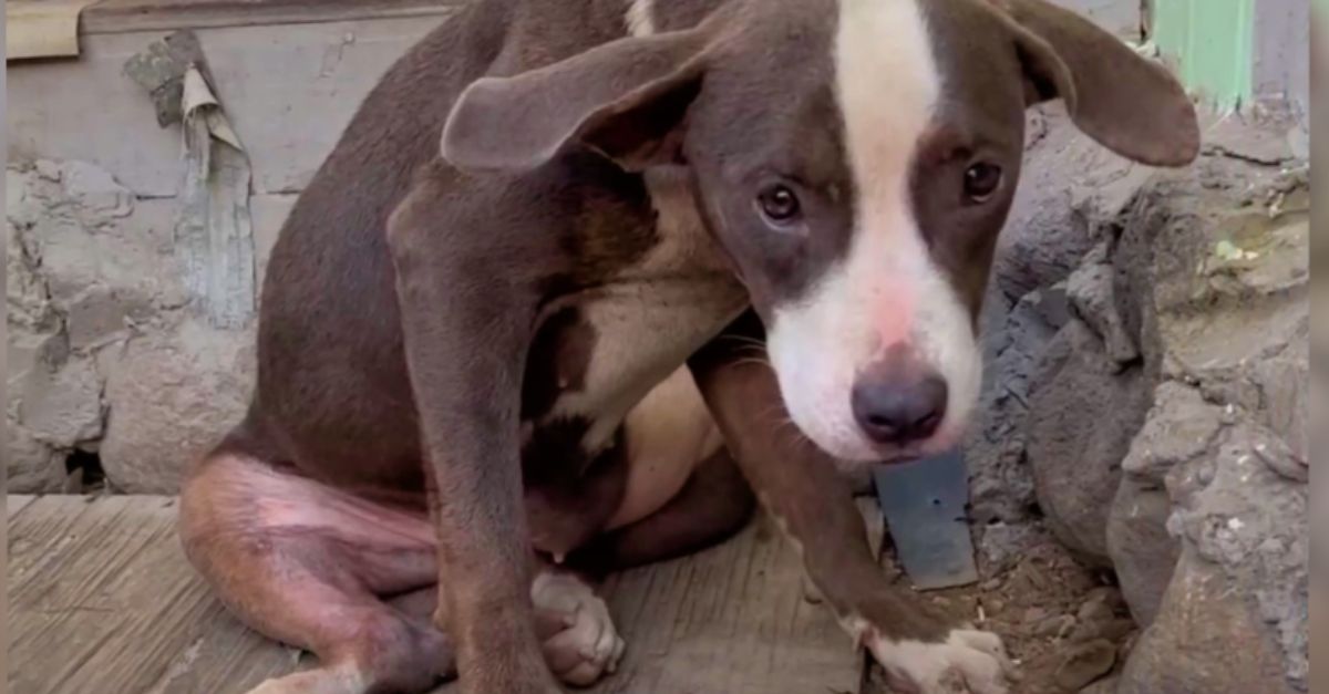 Puppy Hid in Debris, Never Expected to Find Kindness