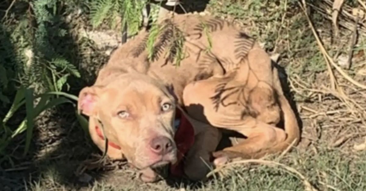 Puppy Tied to Pole in Desolate Area Was Losing Hope — Until She Looked Up