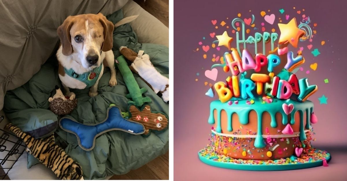 Rescue dog adopted by kind owner but he still doesn't know it's his birthday