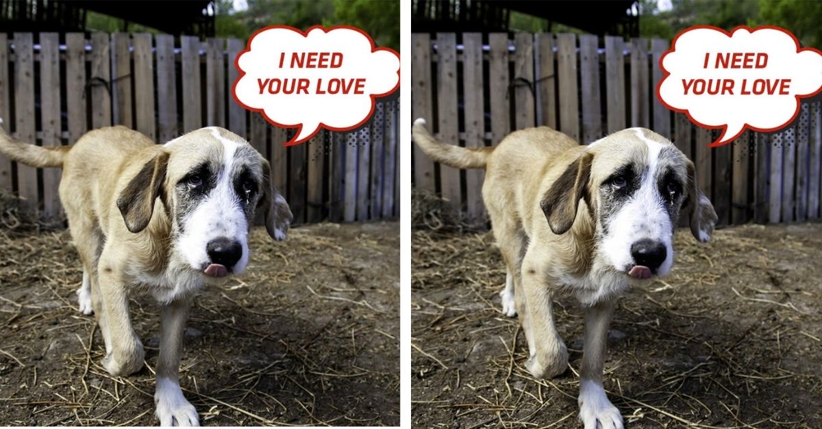 Sanny the stray dog ​​will feel warmer if he receives everyone's wishes and love