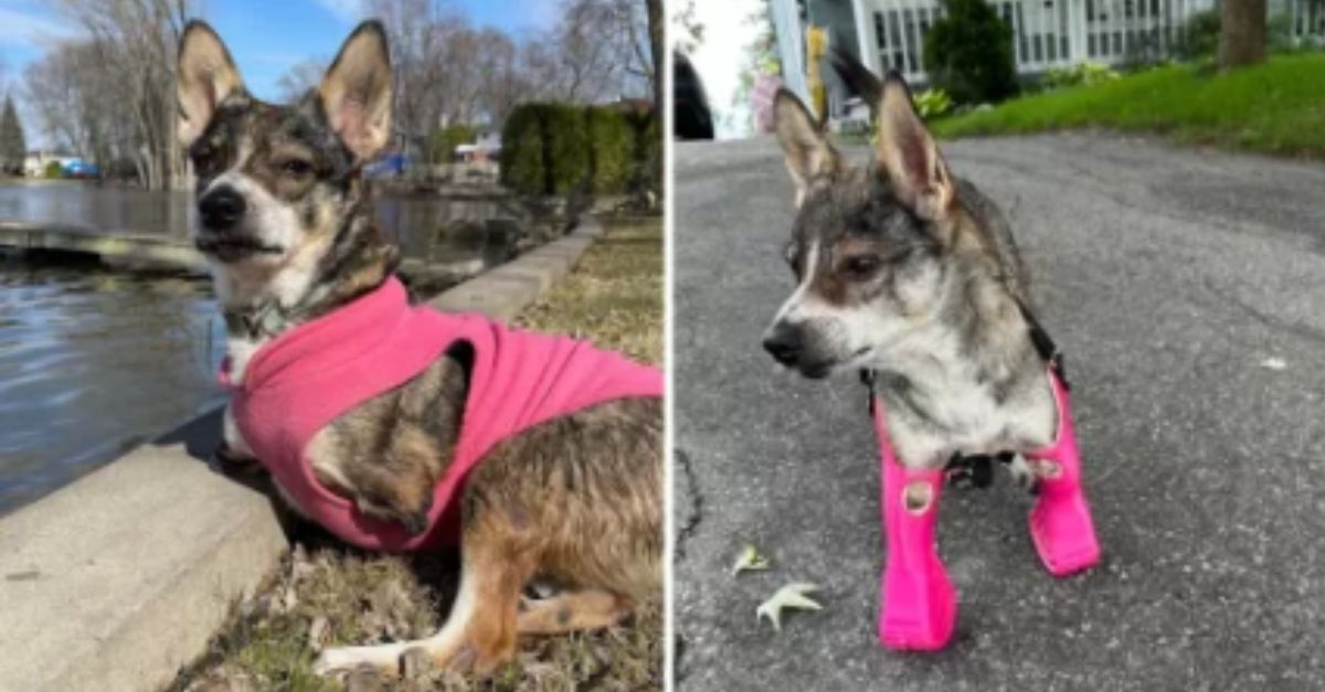  Senior rescue dog receives prosthetic legs after nine years of crawling