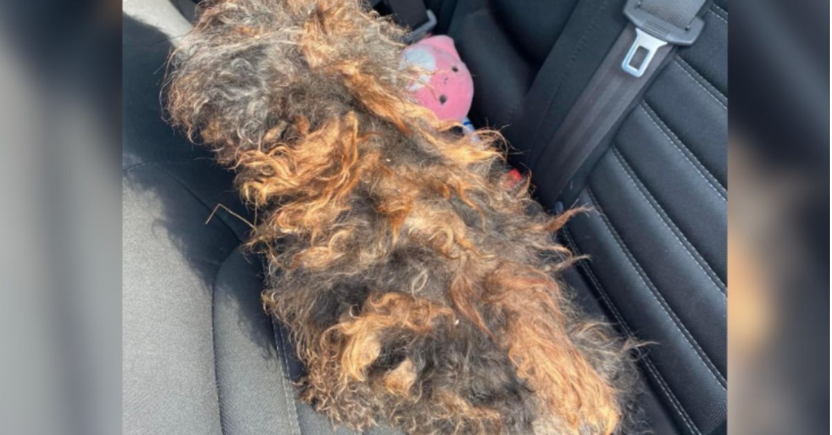 Severely Matted Dog Transformed, Restored to Her Natural Beauty After Looking Like a Wig