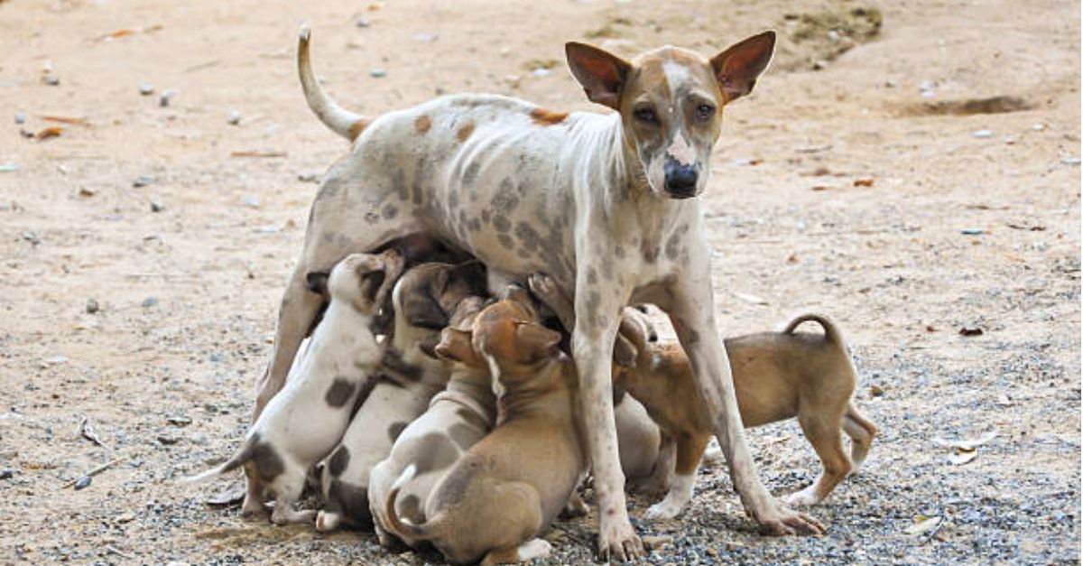 She had to raise her children without any human support