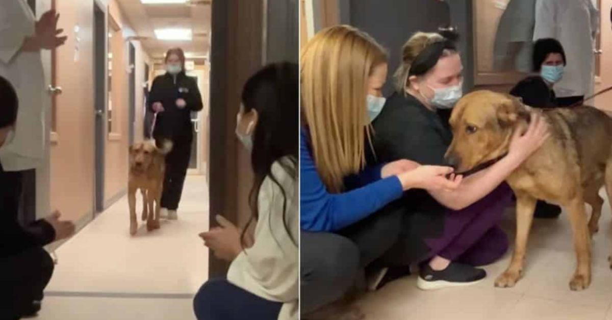 Shelter Dog Bids Farewell with Kisses to Each Staff Member as He Leaves