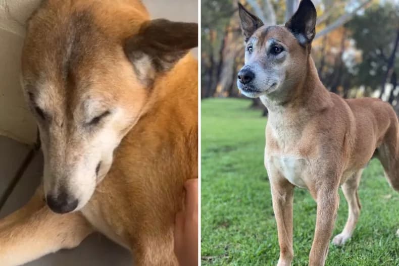 Shelter Dog Surrendered Multiple Times—DNA Test Uncovers a Stunning Secret