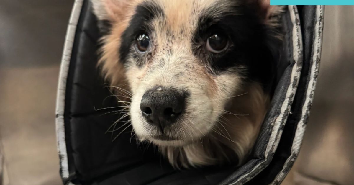 Shelter refuses to euthanize 'gentle soul' Australian cattle dog despite owners' request