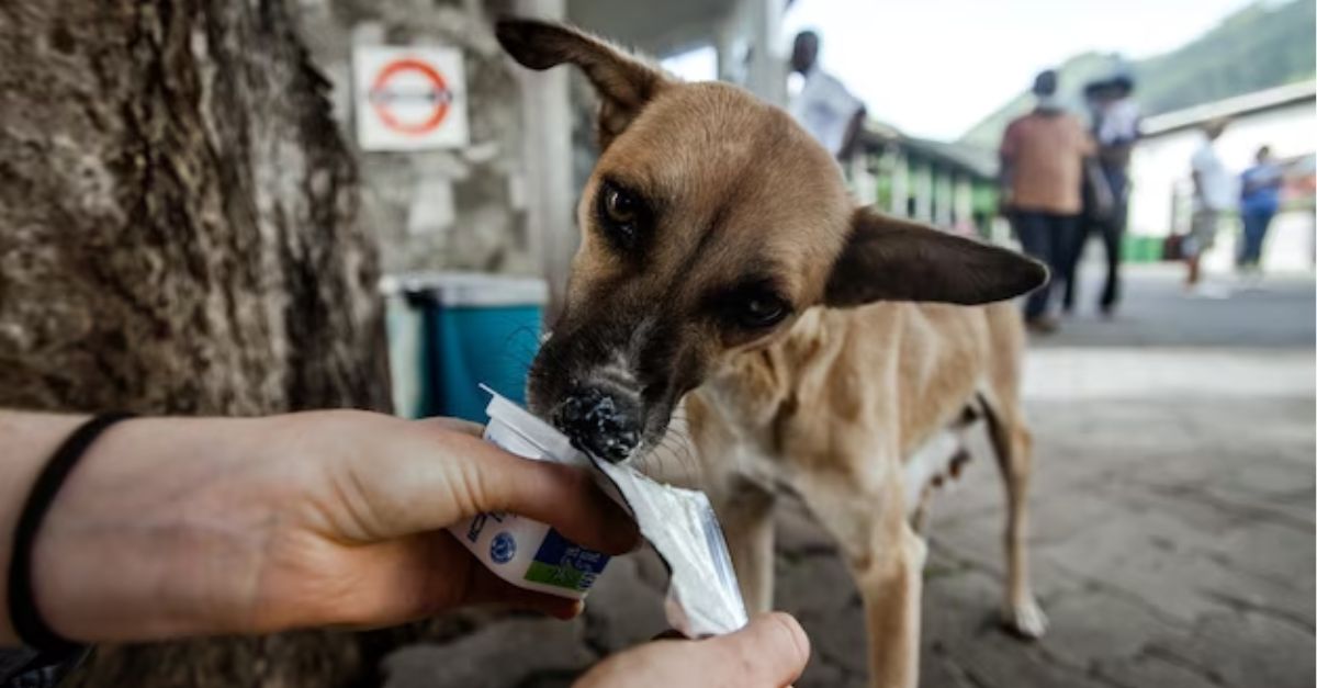 Skinny Rescue Dog Feels Happy After Being Feeded By Kind Person