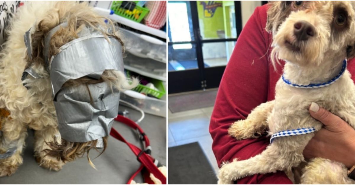 Stranger Secures Lost Dog with Duct Tape as Family Searches