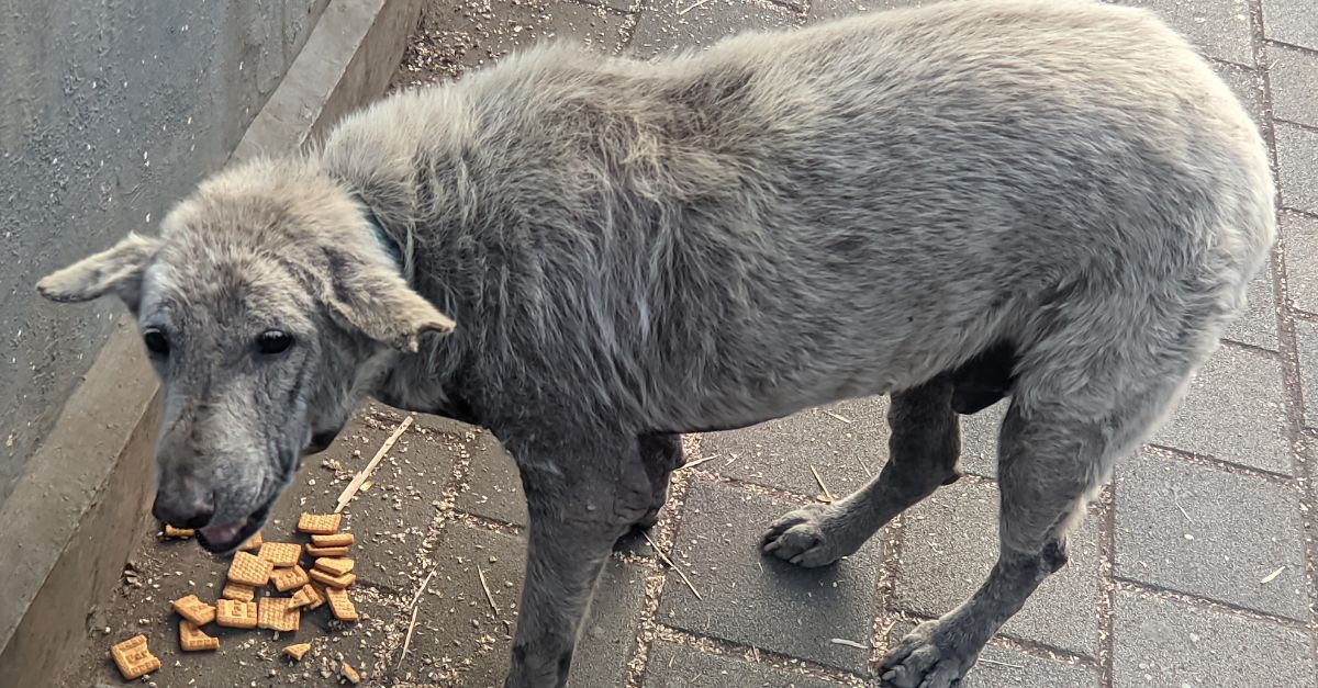 Stray dog ​​eats cookies dropped on the street and is happy to be alive