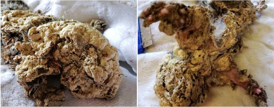 Teens Discover Animal Rigidly Frozen in Foam Insulation