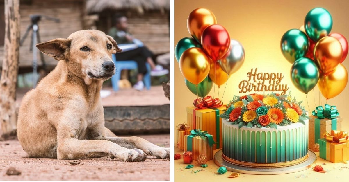 The dog lost his mother and had no relatives on his birthday