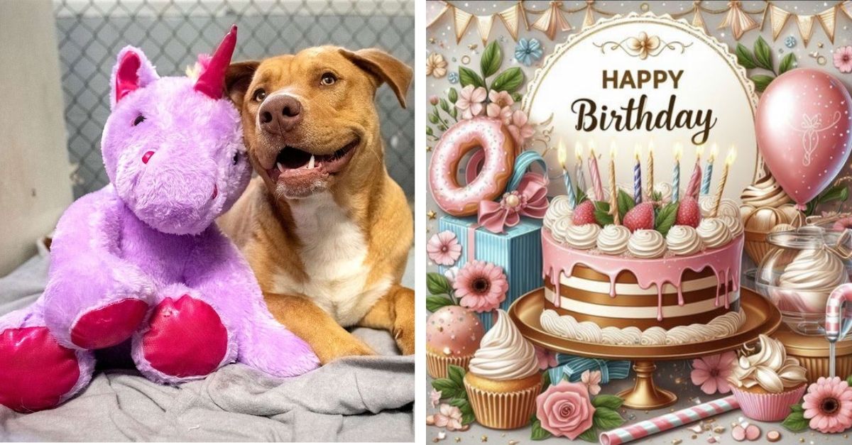 The first gift Becky received on his birthday at the shelter made him very happy