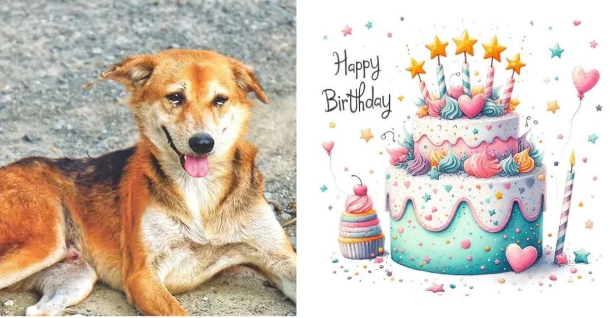 The homeless dog could only watch silently as his friends celebrated their birthdays and felt sorry for himself