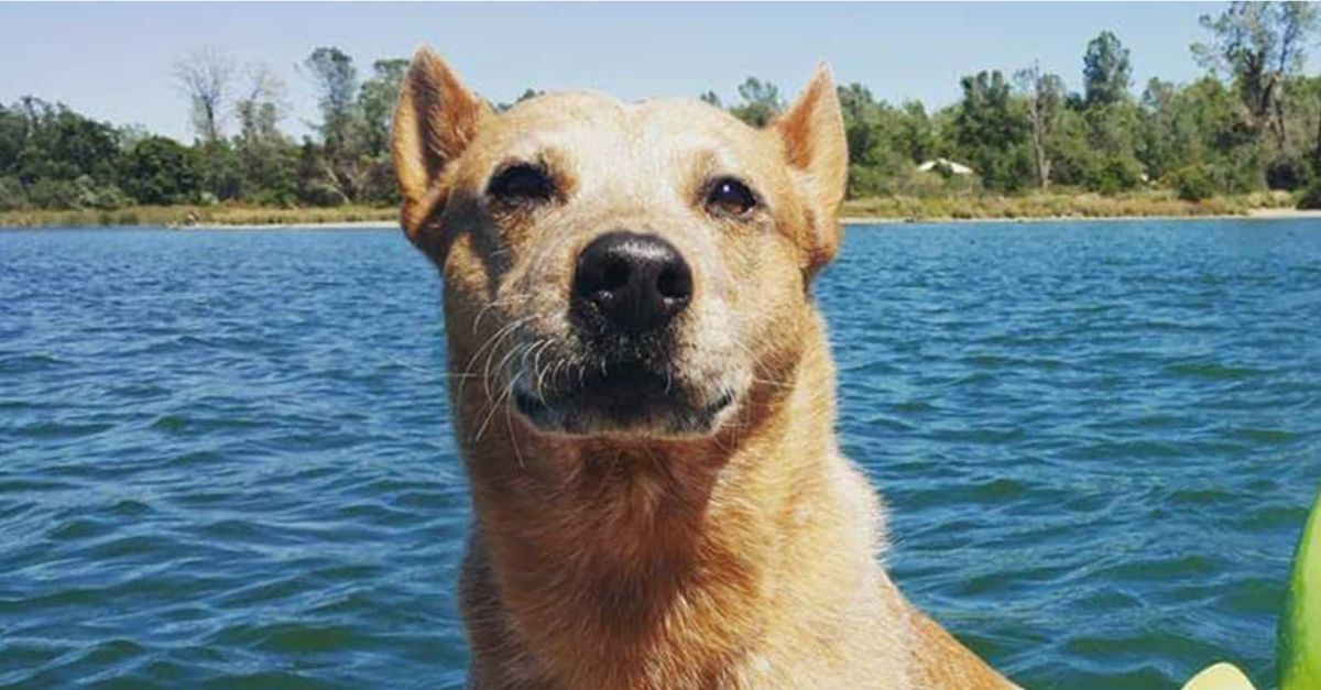 The old dog has been to the rescue five times and he is hoping for a new happy family