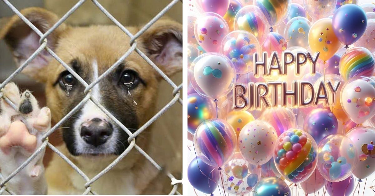 The owner returned this dog to the shelter and didn't remember his birthday