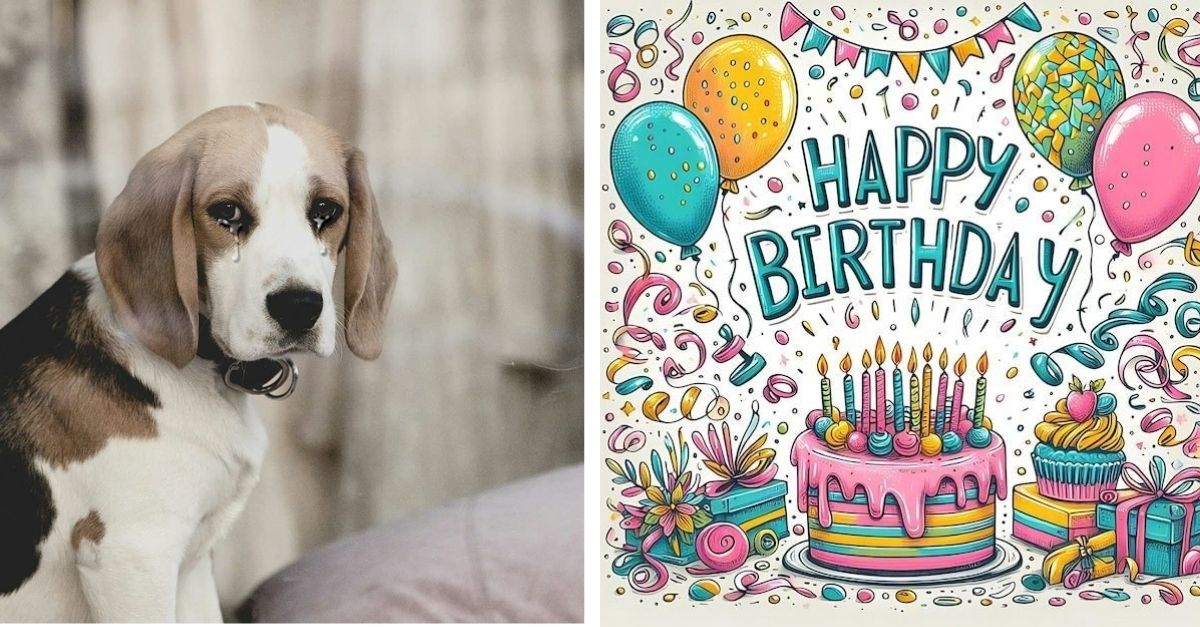 The rescue team found a homeless dog and held a birthday party for him to celebrate