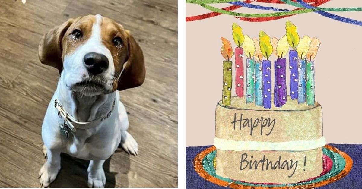 This dog wants to be cuddled and wished by his owner on his birthday