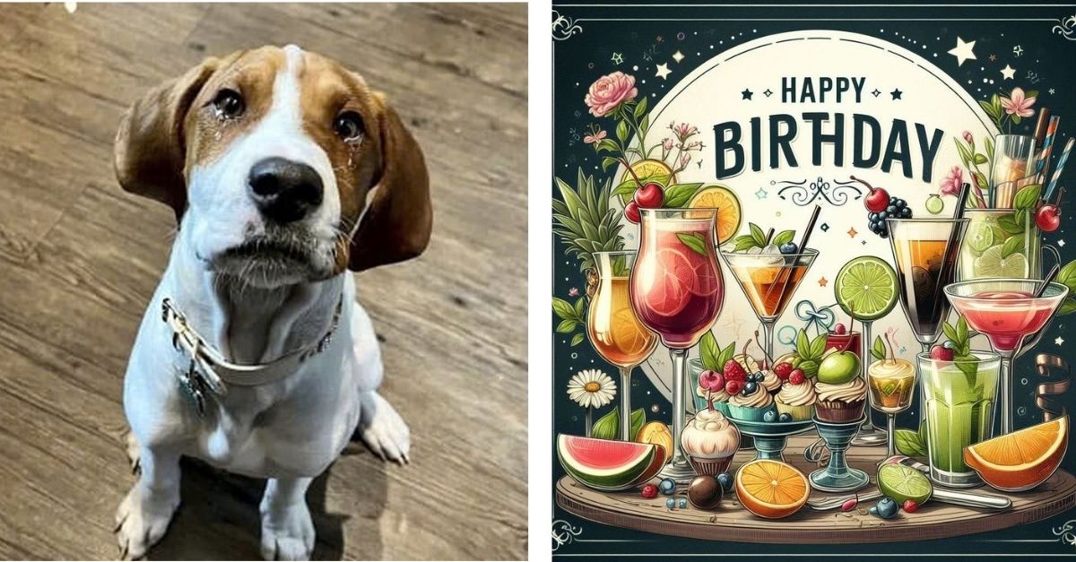 This dog’s dream is to have everyone wish him a happy birthday and eat cake with him