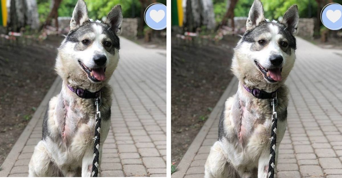 Timma – The 3-legged dog that was in a car accident has recovered greatly after treatment