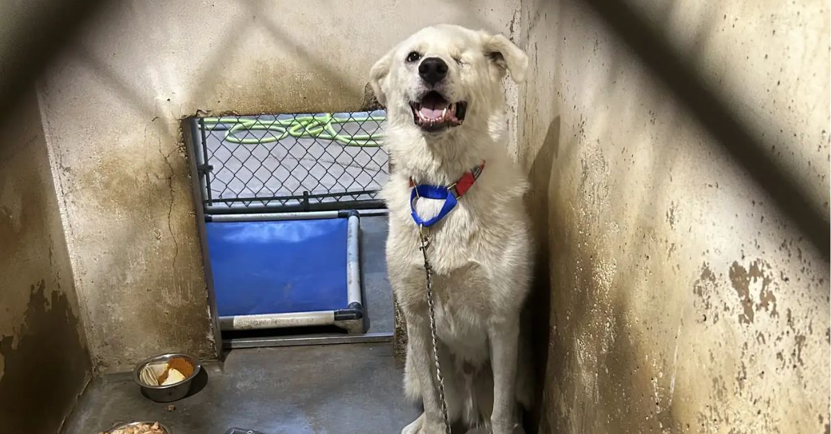 Video Captures Puppy’s Arrival at Shelter and 432 Days Later