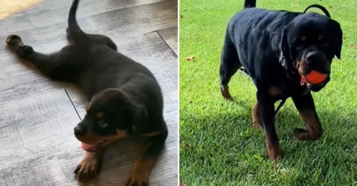 Woman rescues a limping puppy no one wanted—now he's transformed!