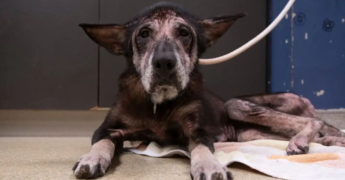 Wrinkled, wolf-like creature undergoes a complete transformation after receiving love