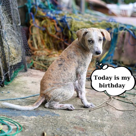 I used to be a happy dog ​​but now I have to spend my birthday alone because my mother abandoned me