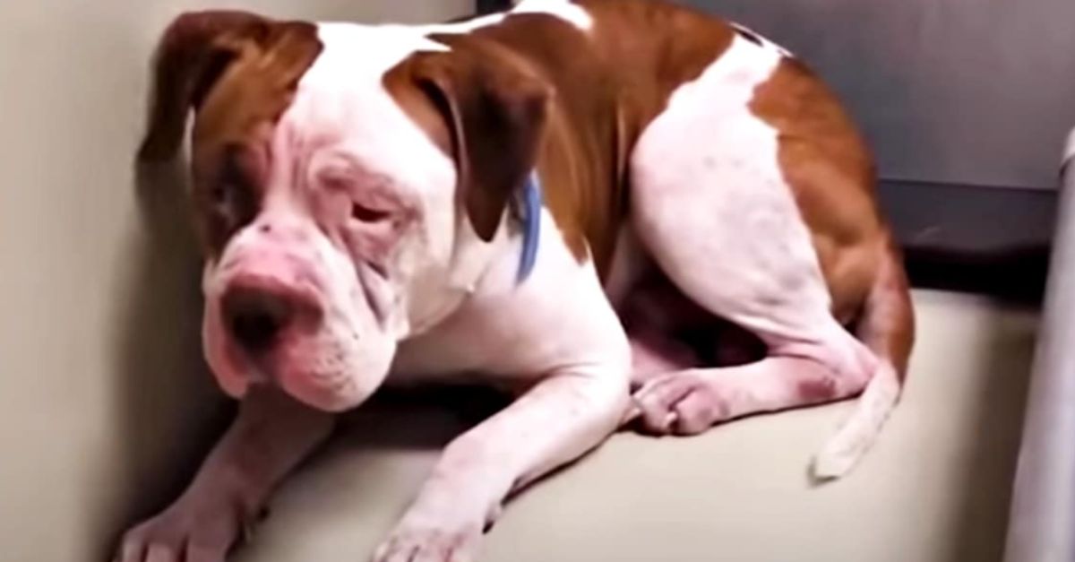 ‘Shaking’ Pit Bull Stayed in a Shelter Corner Until He 'Heard a Voice' and Moved Forward