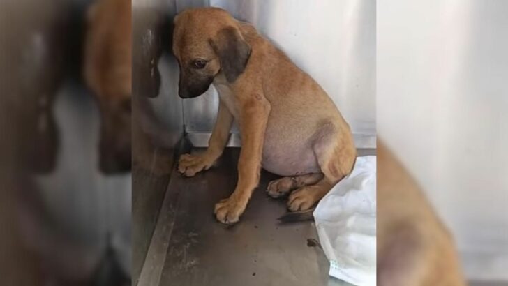 Rescuers were astonished to discover an abandoned puppy with a notably large belly in the heart of the forest