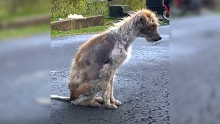 Rescuers help this malnourished stray dog ​​and discover surprising truths about him