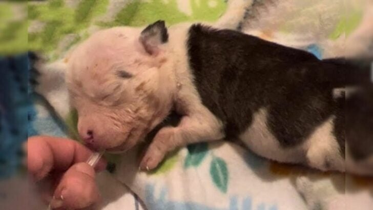 A Newborn Puppy Abandoned by His Mother Struggles for Survival in a Caring Shelter