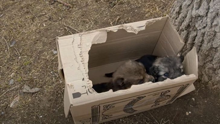 A man was left stunned when he discovered puppies inside a cardboard box lying beside a road