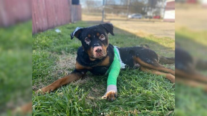 A Three-Legged Dog Rescued from a Freezing Ditch Now Relishes the Comfort of Numerous Plush Toys