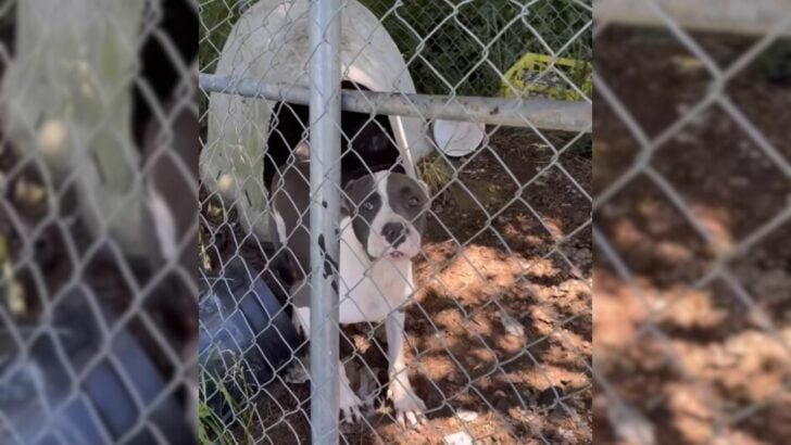 The moment this severely mistreated Pit Bull emerges from her cage after five years is profoundly moving