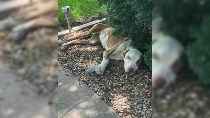 A critically malnourished dog sought assistance but found himself unable to move any longer