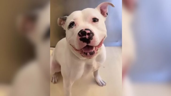 Volunteer Was Looking To Adopt Her Dream Dog But Then Something Amazing Happened