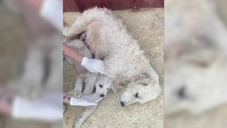 A Dog Mother, Abandoned with Cruelty, Courageously Struggles to Ensure the Safety and Protection of Her Puppy