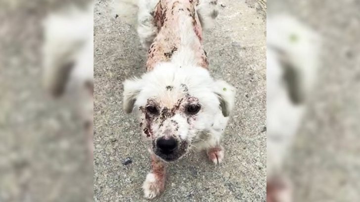 A woman was taken aback when she encountered a stray dog that was entirely covered in bruises and pleaded for assistance