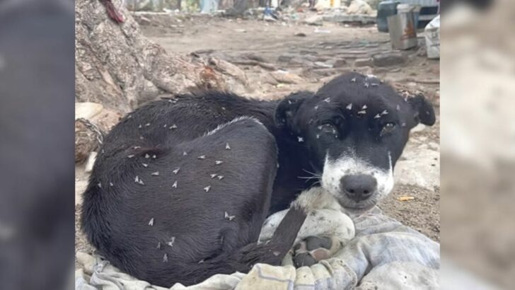 A dog that was once swarmed by flies and on the brink of a tragic fate has now been transformed into a completely new dog