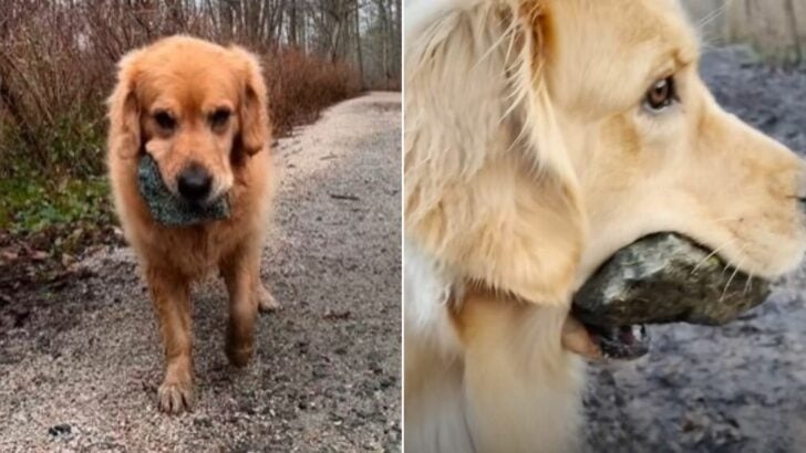 Charming Puppy Demonstrates an Unwavering Fascination with Rocks, Utilizing Them in the Most Ingenious Manner