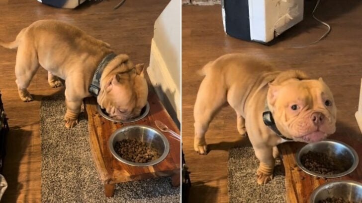 A Charming Dog Was Enjoying His Food, Yet Suddenly Chose to Engage in a Heartwarming Gesture