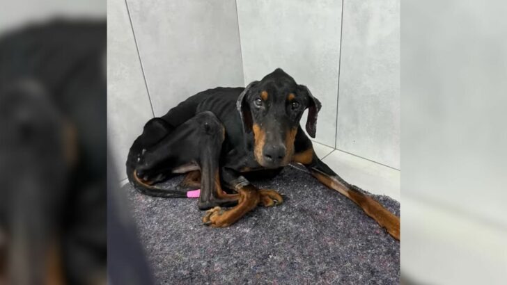 A Doberman, once described as ‘as skinny as a skeleton,’ underwent a remarkable transformation following its rescue