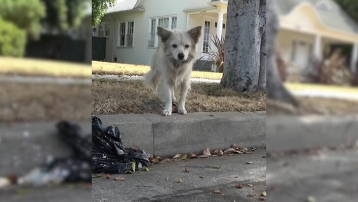 A rescuer saved this stray dog that had consumed poison while foraging for food